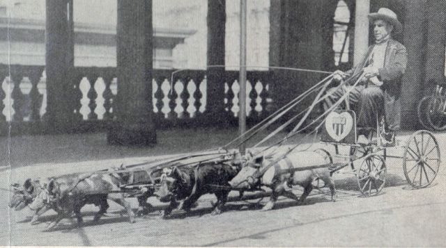 PC1 FK harnessed pigs