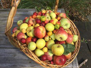 apples