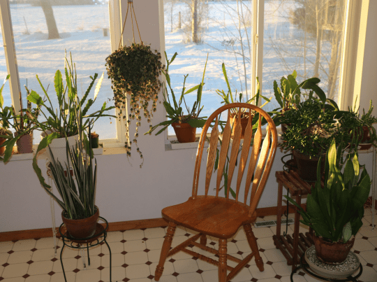 Plants by a window