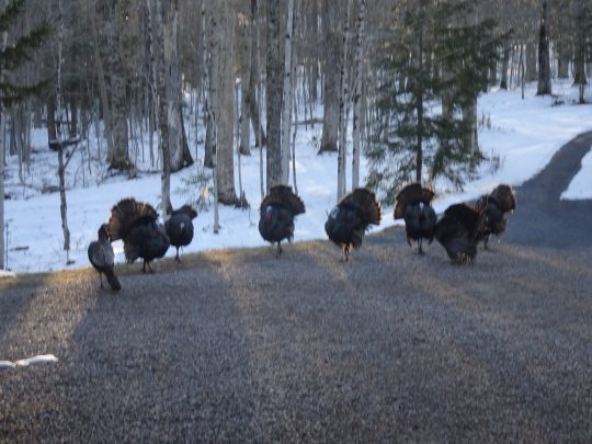 strutting turkeys