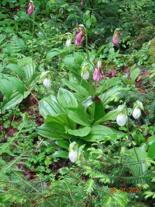 Lady slippers
