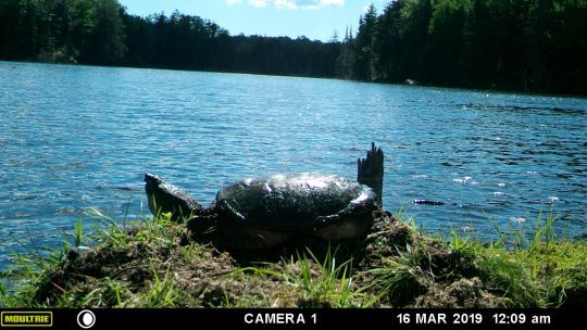 snapping turtle sunning itself