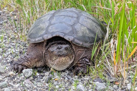snapping turtle
